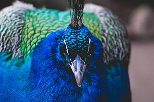 blue and green peacock