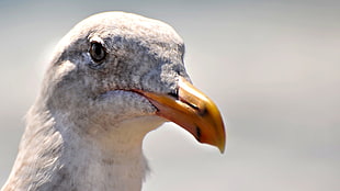 selective focus wildlife photography of beige feathered bird