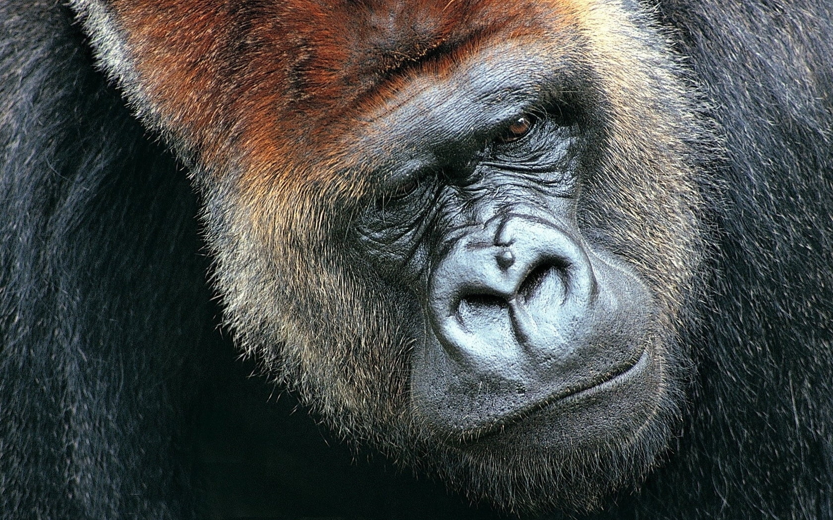 brown and black primate