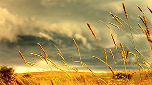 wheat field with clouds background HD wallpaper