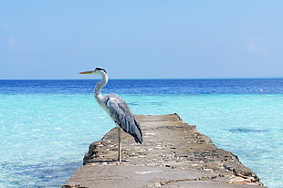gray and white bird stands on gray concrete bridge near body of water under blue sky photography