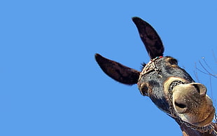 giraffe head