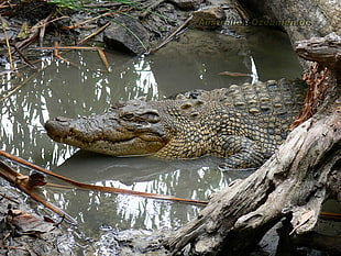 crocodile crawling on body of water near the driftwood