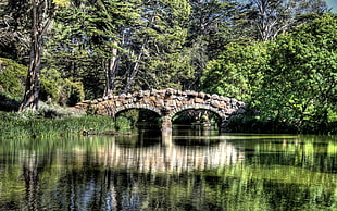 brown and gray stone bridge surrounded with tall trees near lake during daytime
