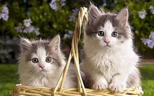 close-up photo of two long-furred kittens