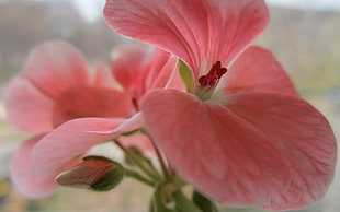 pink Geranium flower in closeup photo