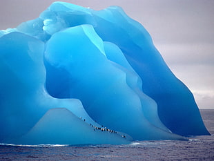 flock of penguins, iceberg, ice, nature, animals