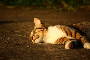 brown tabby cat