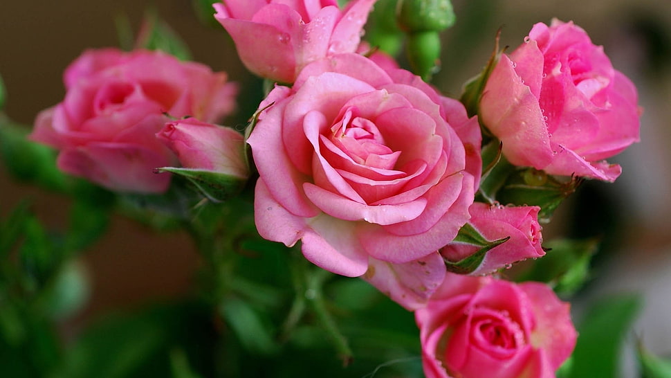 selective focus photography of pink rose HD wallpaper