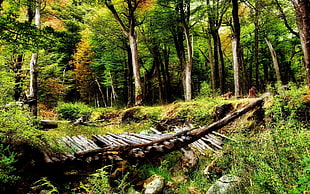 broken wooden bridge in the middle of the woods at daytime photography