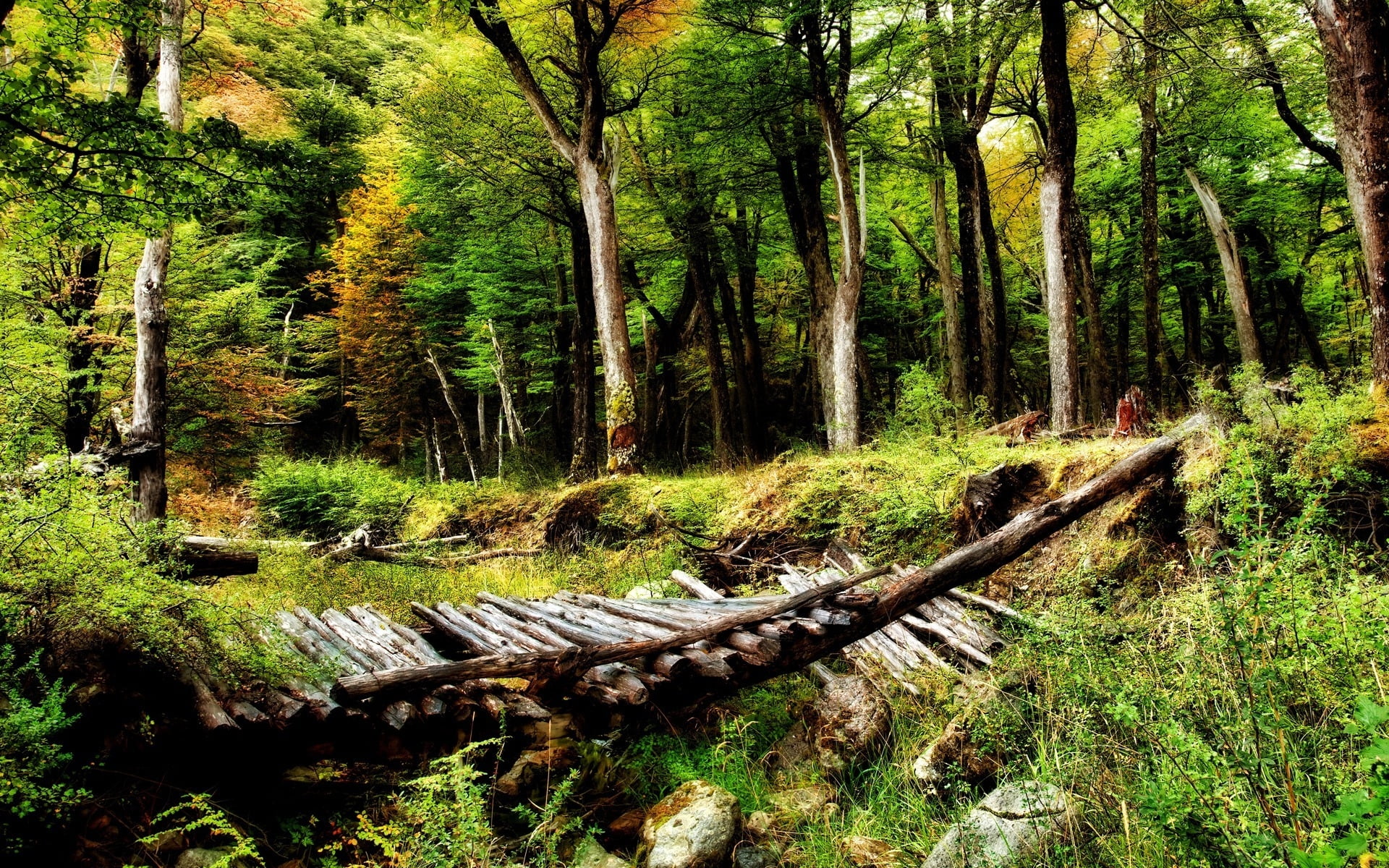 Broken Wooden Bridge In The Middle Of The Woods At Daytime Photography