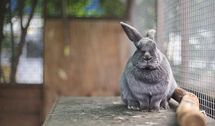 gray rabbit inside the cage during daytime