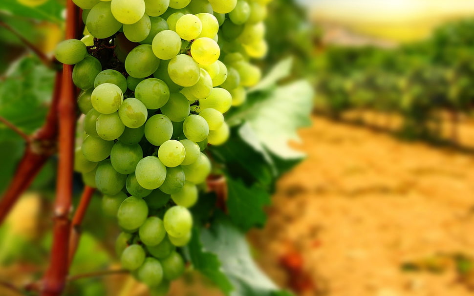 green grapes, fruit, grapes HD wallpaper