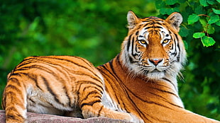Tiger portrait HD wallpaper