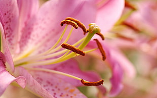 selective focus of pink tiger lily polens