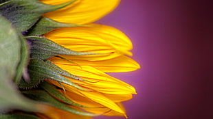 sunflower shallow focus photography, macro, flowers