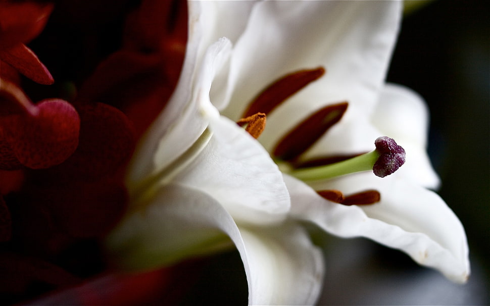 white lily flower in close up photography HD wallpaper