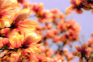 orange and yellow flowers in closeup photography