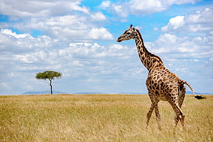 Giraffe on savannah under white and blue sky at daytime, grass HD wallpaper