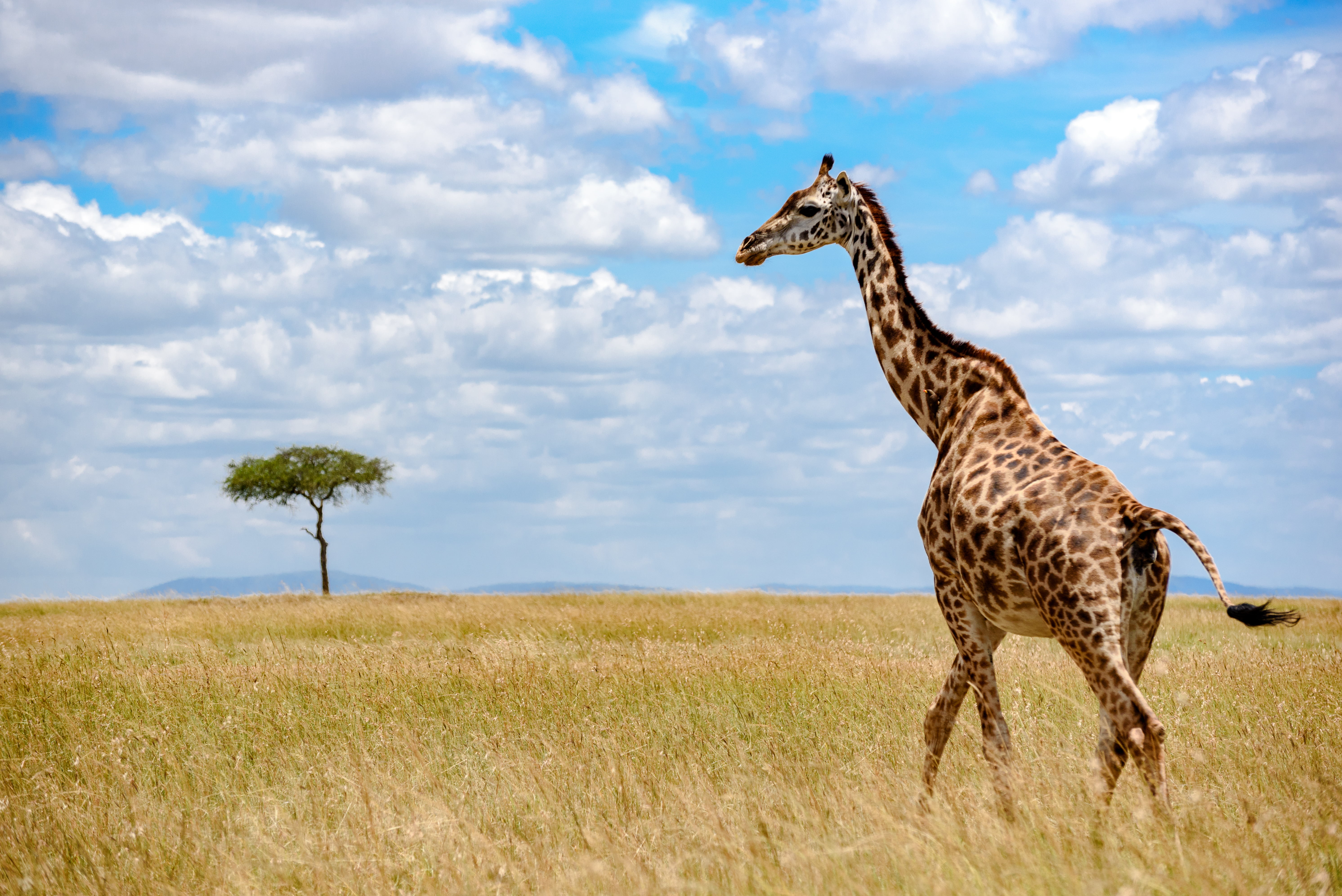 Giraffe on savannah under white and blue sky at daytime, grass