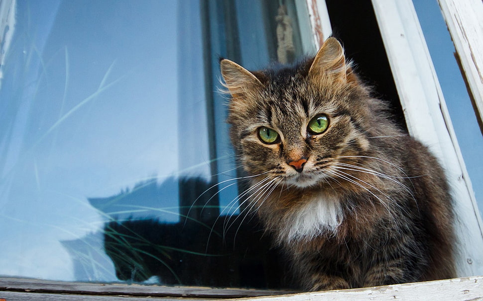 long-coated brown and white cat HD wallpaper
