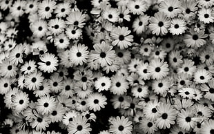 petaled flowers grayscale photo, monochrome, flowers, plants