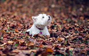 West Highland white Terrier puppy