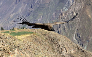 brown vulture flying midair near on mountains