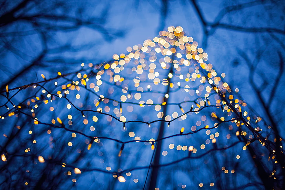 selective focus photography of a string lights HD wallpaper