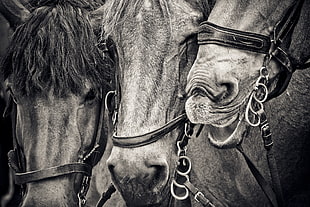 three black horses HD wallpaper