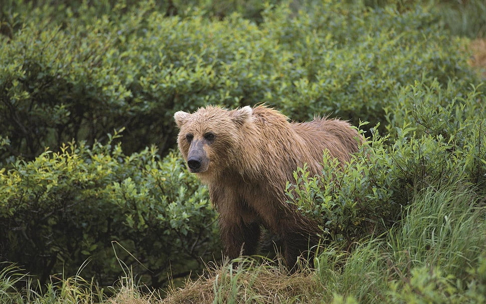 brown bear on the green leaf plants HD wallpaper