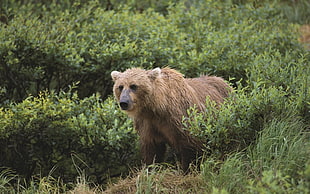 brown bear on the green leaf plants