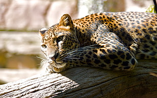 leopard, Leopard, Fuengirola zoo, Spain HD wallpaper