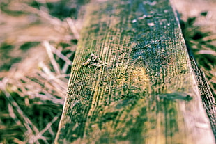 brown wood plank, macro