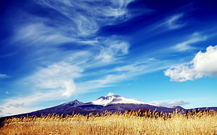 grain field and mountain photo, nature HD wallpaper