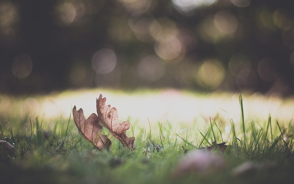 two brown leaves selective focus photography, macro, nature, leaves HD wallpaper
