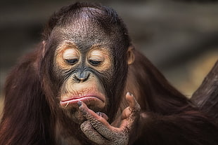 brown monkey, apes, animals HD wallpaper