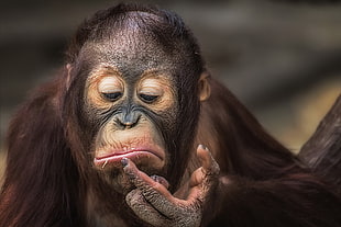 brown monkey, apes, animals