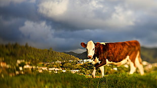 selective focus photography of cow on grass field HD wallpaper