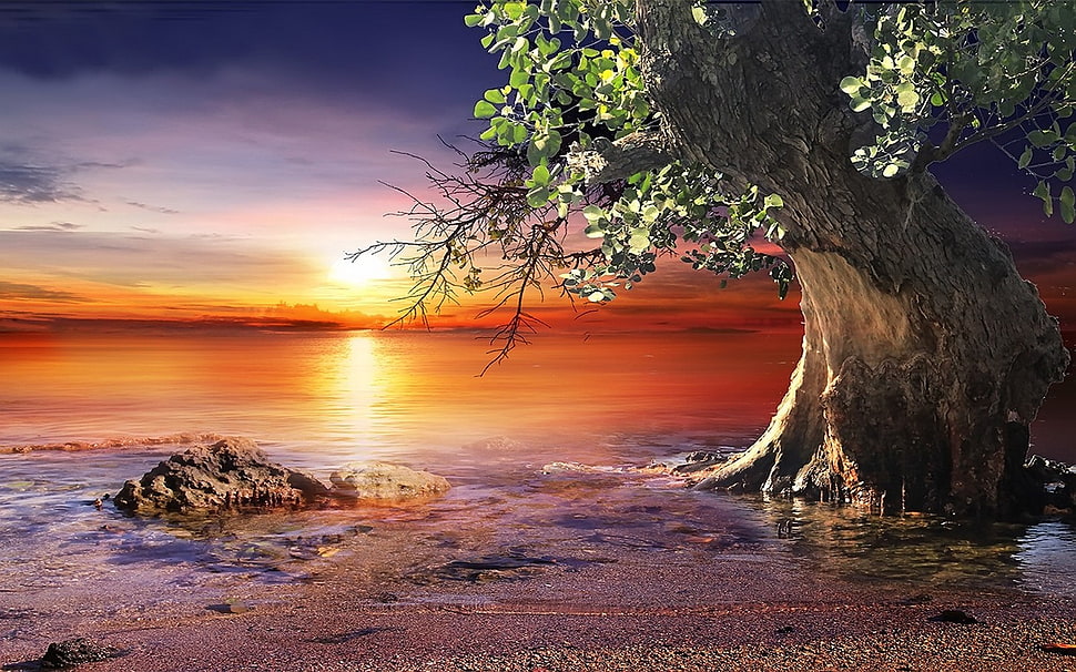 tall tree on seashore digital wallpaper, nature, landscape, sunset, beach HD wallpaper