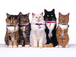 five assorted color of cats with collars