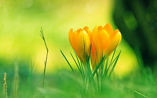  HD wallpaper