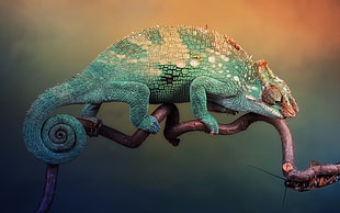 selective focus photography of chameleon HD wallpaper