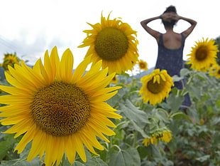woman in purple tank dress standing on sunflower field at daytime, sunflowers
