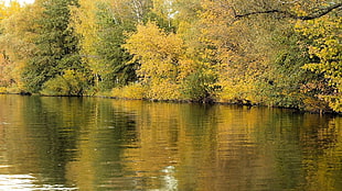 green leafed trees; river photo shot during daytime