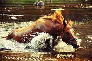 brown Horse in water