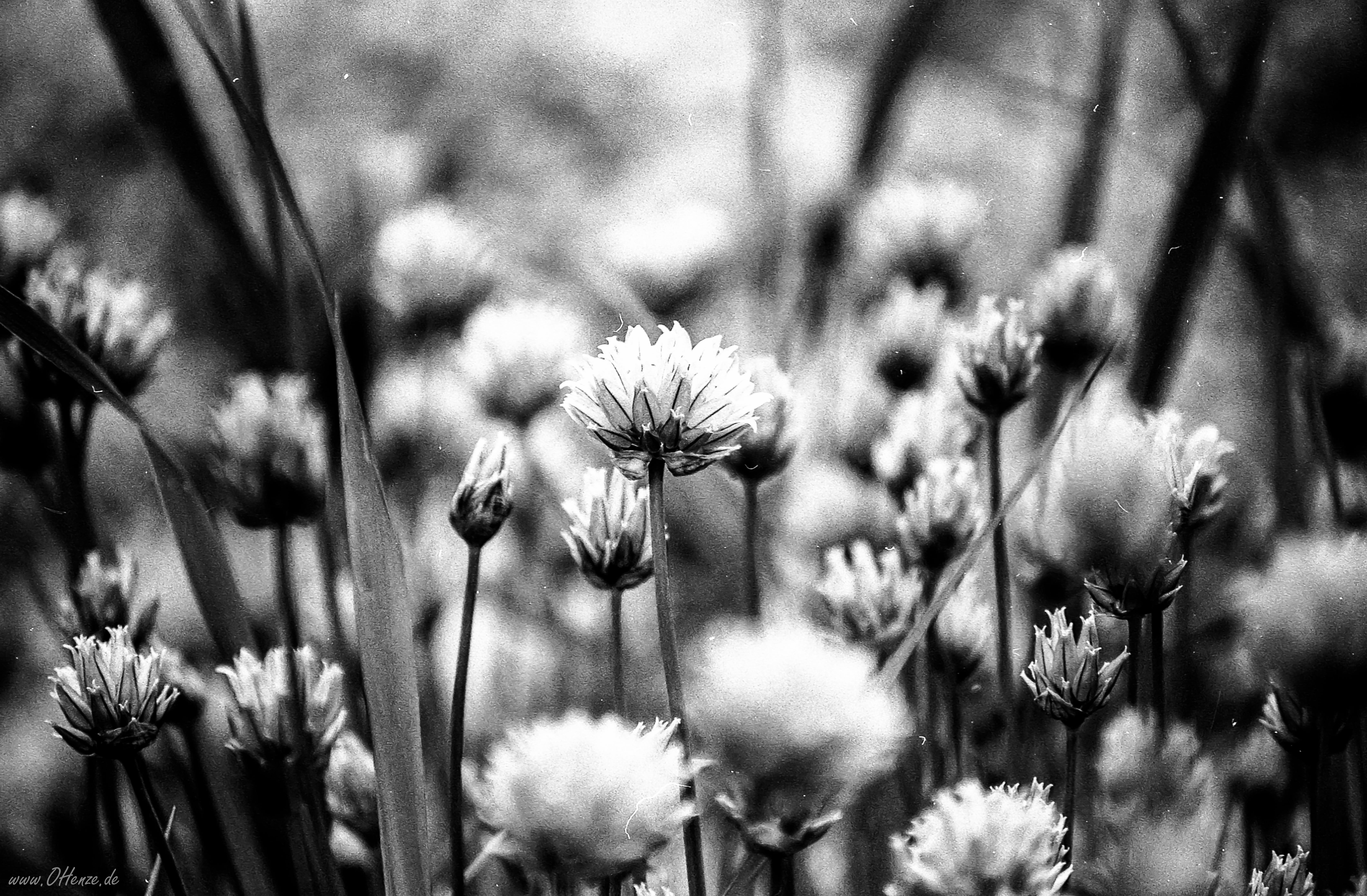 Grayscale Flowers Photography