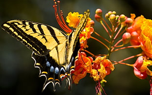 yellow and black butterfly HD wallpaper