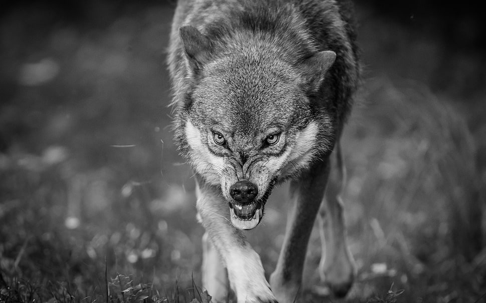 grayscale photography of wolf HD wallpaper