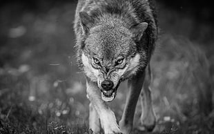 grayscale photography of wolf